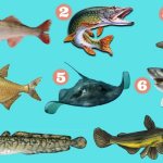 Изображения рыб для детей