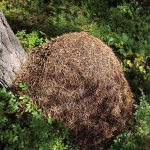 Кто разрушает муравейники в лесу