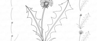 Dandelion drawn with a pencil, step-by-step instructions