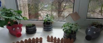 Vegetable garden on the windowsill