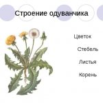 A story about a dandelion - description, characteristics and structure of the plant
