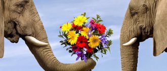 Elephant gives a bouquet to the elephant